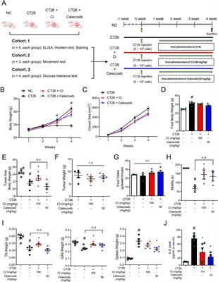 Chrysanthemum indicum L. ameliorates muscle atrophy by improving glucose tolerance in CT26-induced cancer cachexia